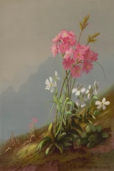 Fleurs de montagne